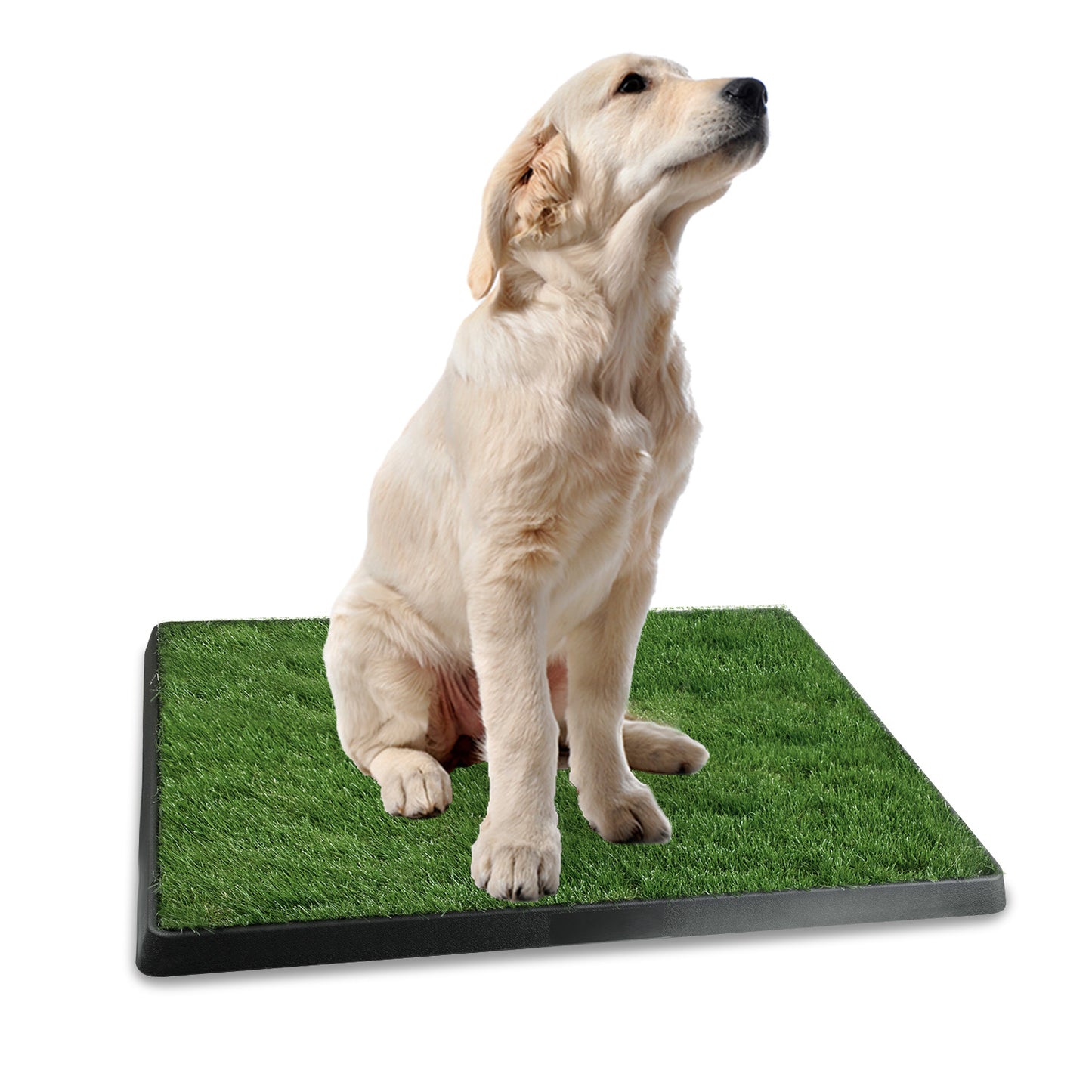 Amorea gallery 2026-07-14:1:dog-grass-potty-pad — Black