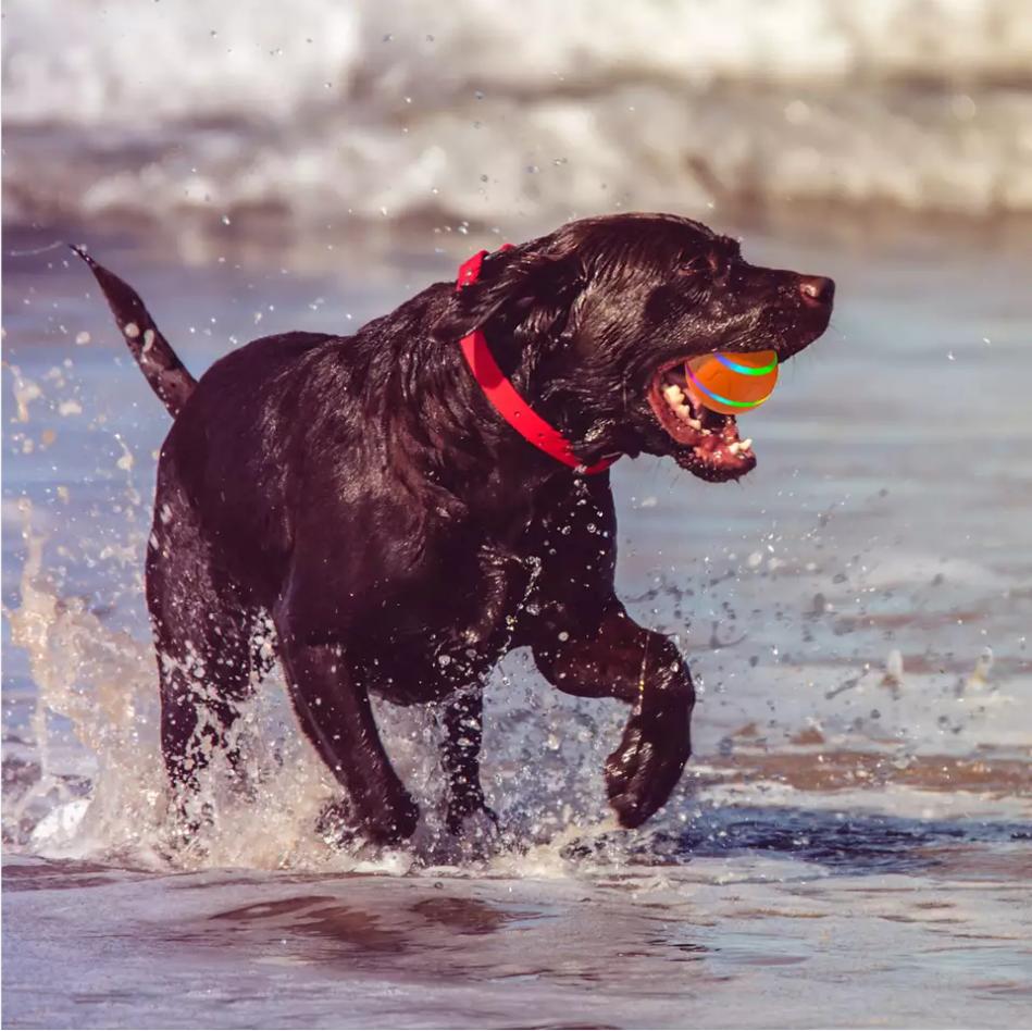 Self-Rolling Pet Ball by Amorea — product image 5