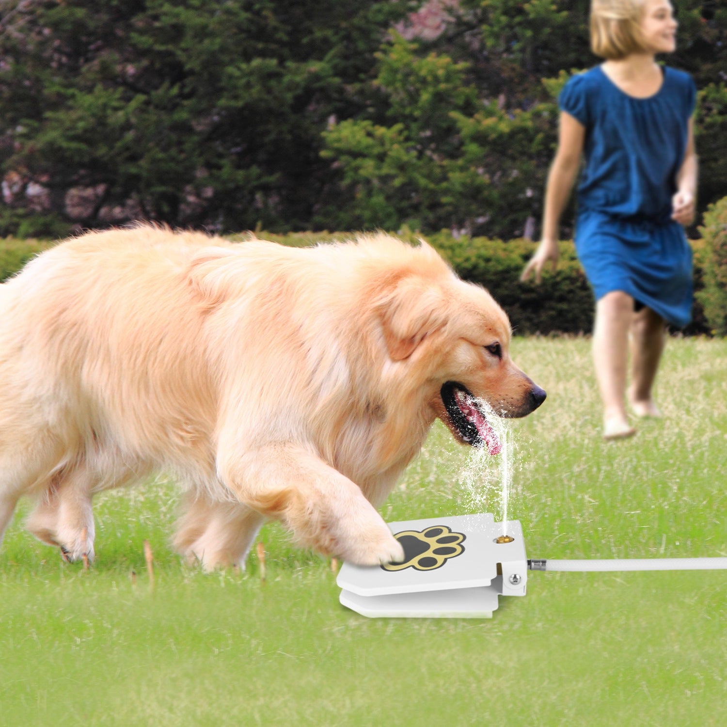Amorea gallery 2026-07-14:6:outdoor-dog-water-fountain — White