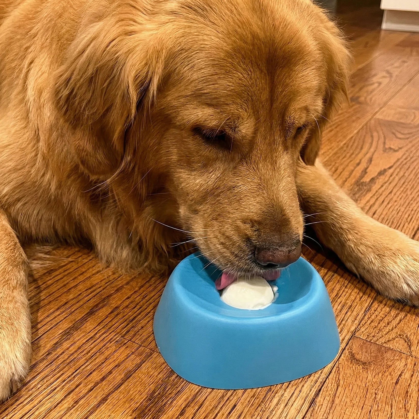 Blue rolling lick dog bowl