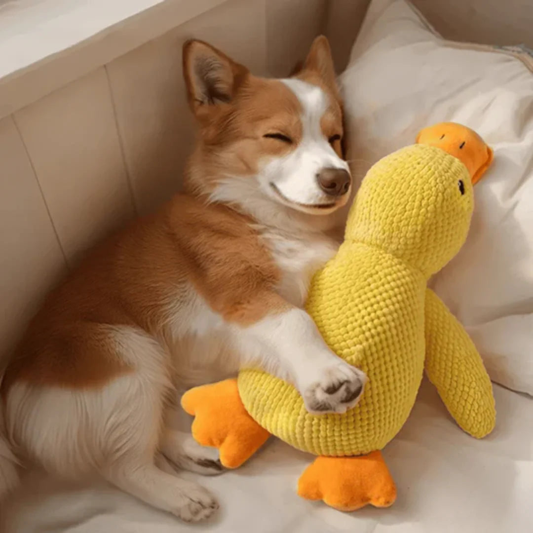 Dog playing with the plush duck toy