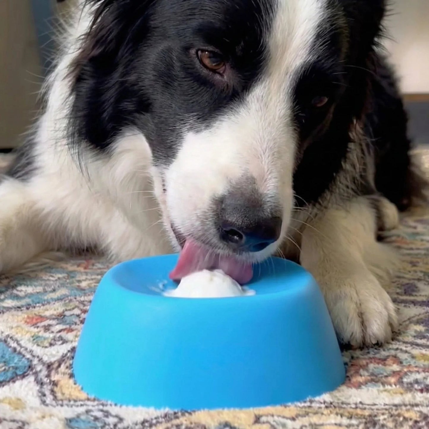 Pet using the rolling lick bowl
