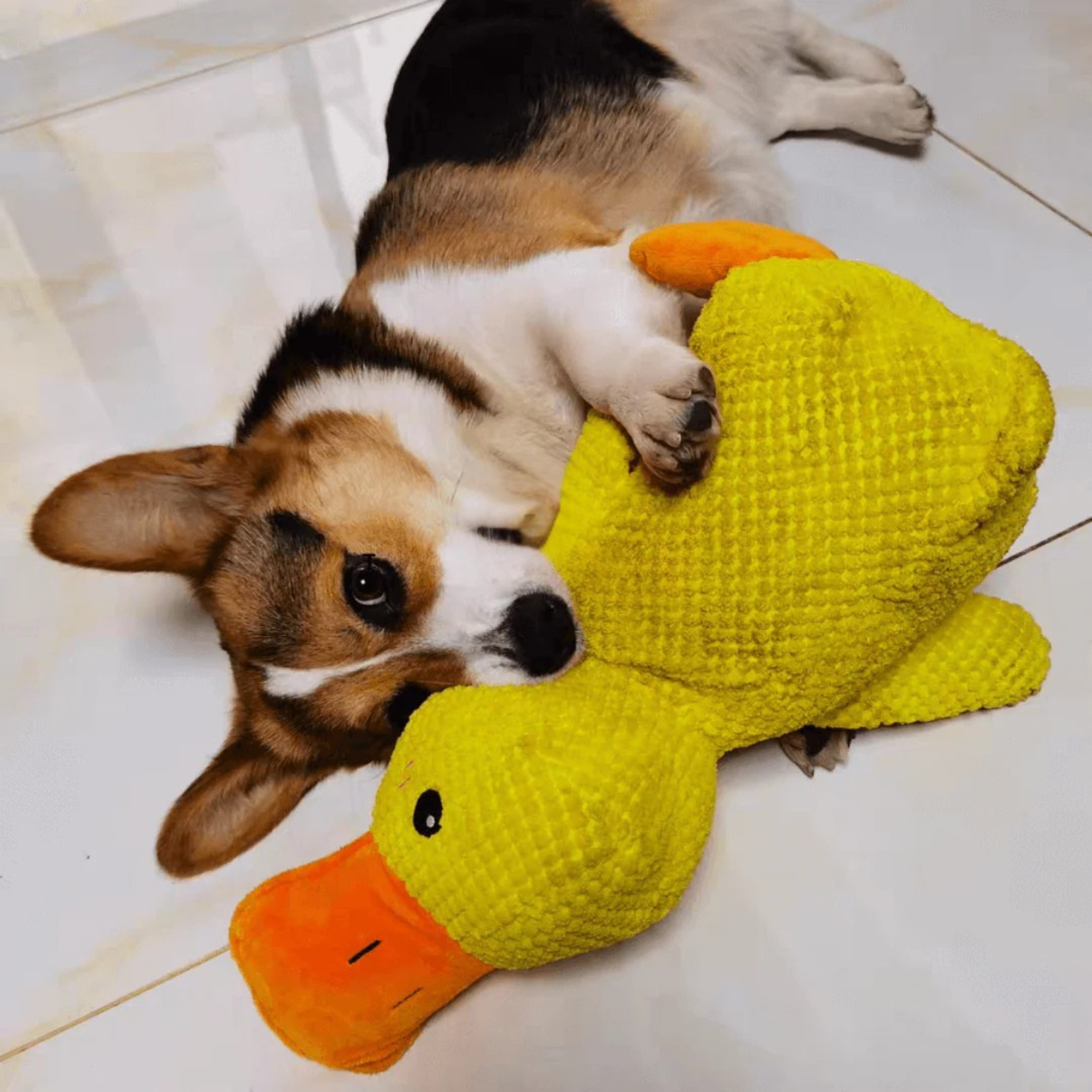 Size context for the plush duck dog toy