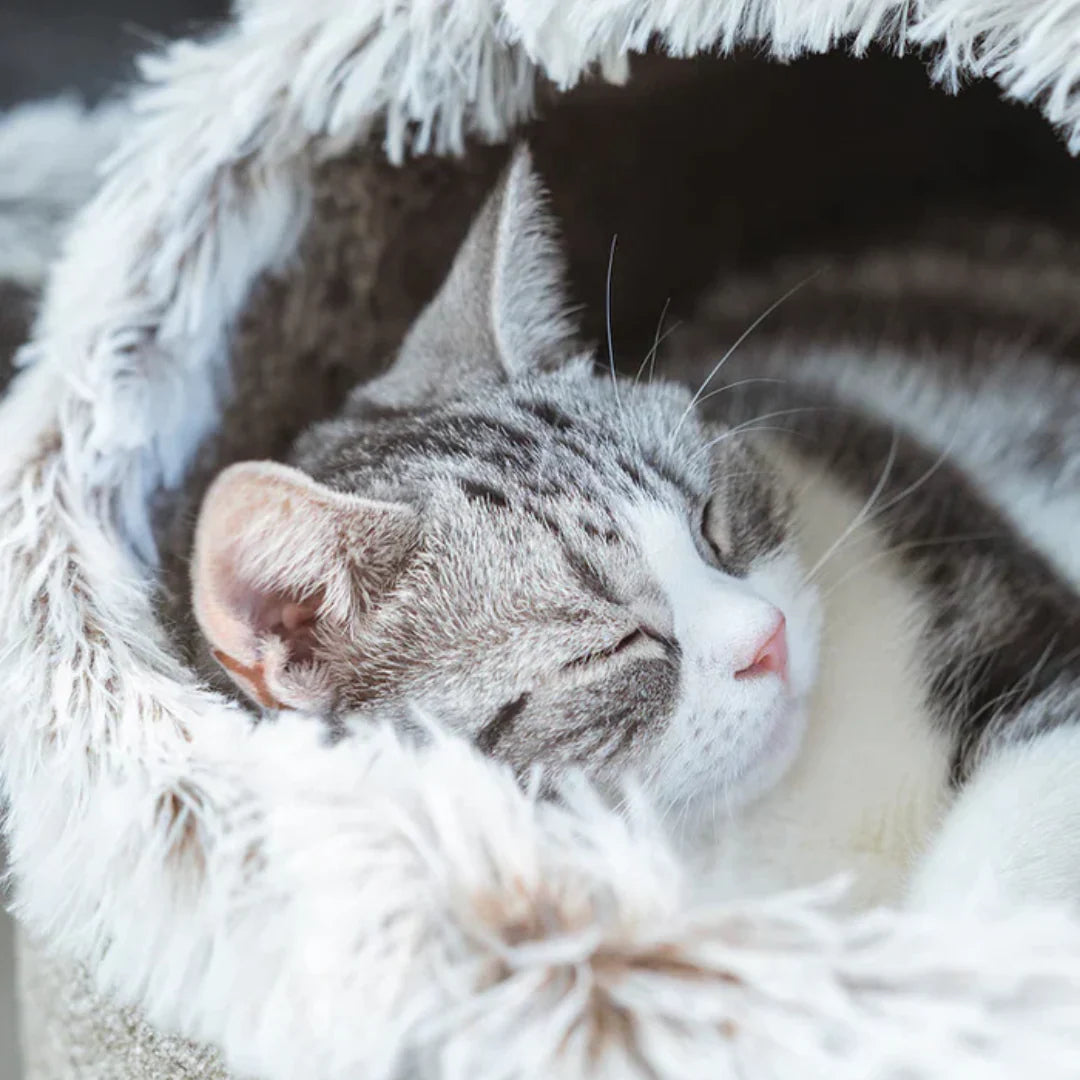 Cat resting inside the pet sleeping cave