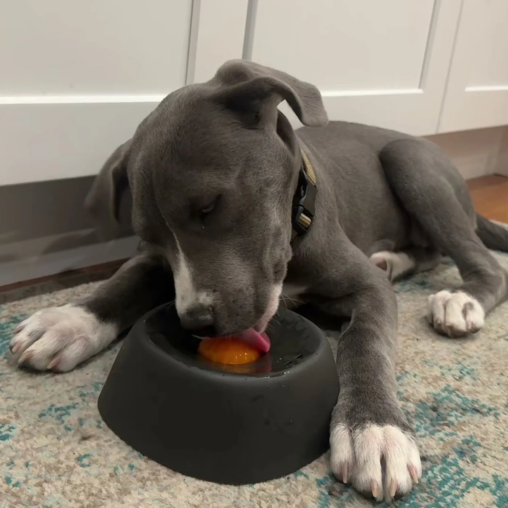 Black rolling lick dog bowl