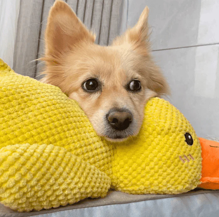 Small and large plush duck dog toys